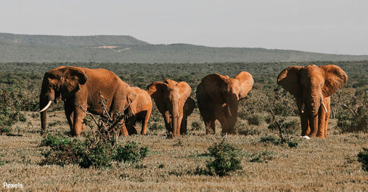 Canada Steps Up for Endangered Species with Ban on Ivory and Rhino Horn Trade