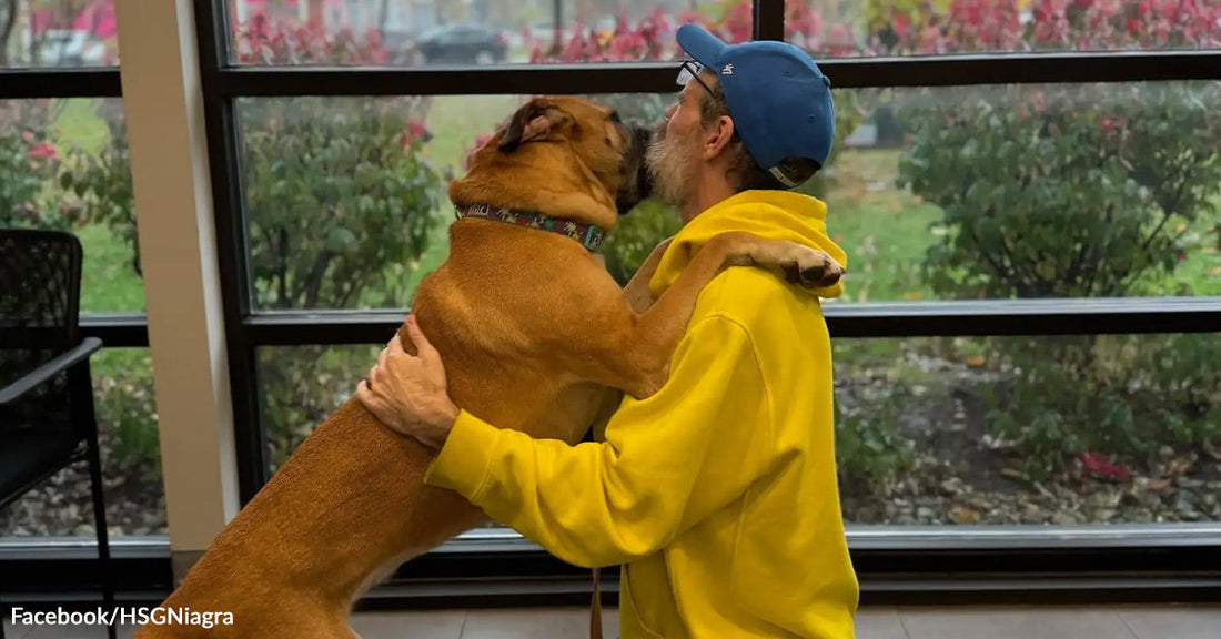 A brown dog and a man in a yellow hooded sweatshirt and blue cap embrace.