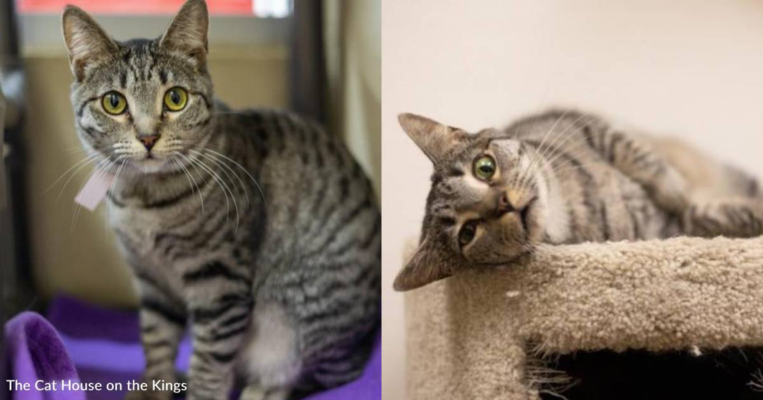 Shy Cat, Left All Alone After Her Brothers Were Adopted, Needs a Patient Home