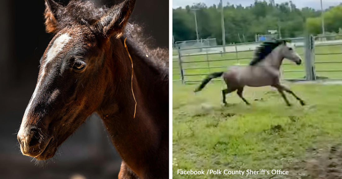 Watch A Young Horse Break Free After Life Trapped in Darkness