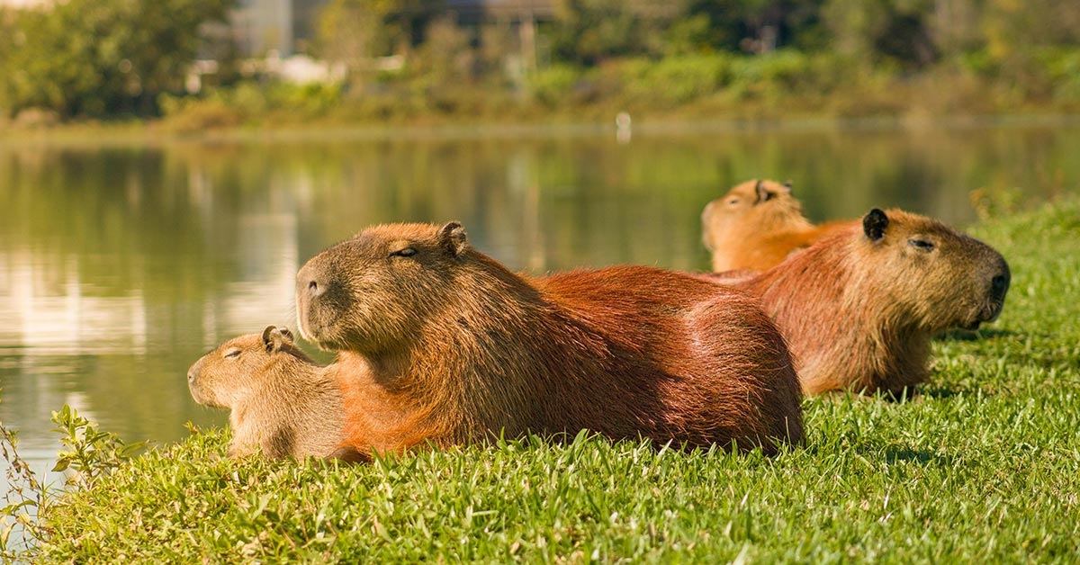 Wildlife Fights Back as Capybaras Reclaim Their Native Habitat A Luxury ...