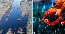 On the left, muddy slurry pours from a metal pipe; on the right, hands coated in dark oil hold pooling liquid over grass.