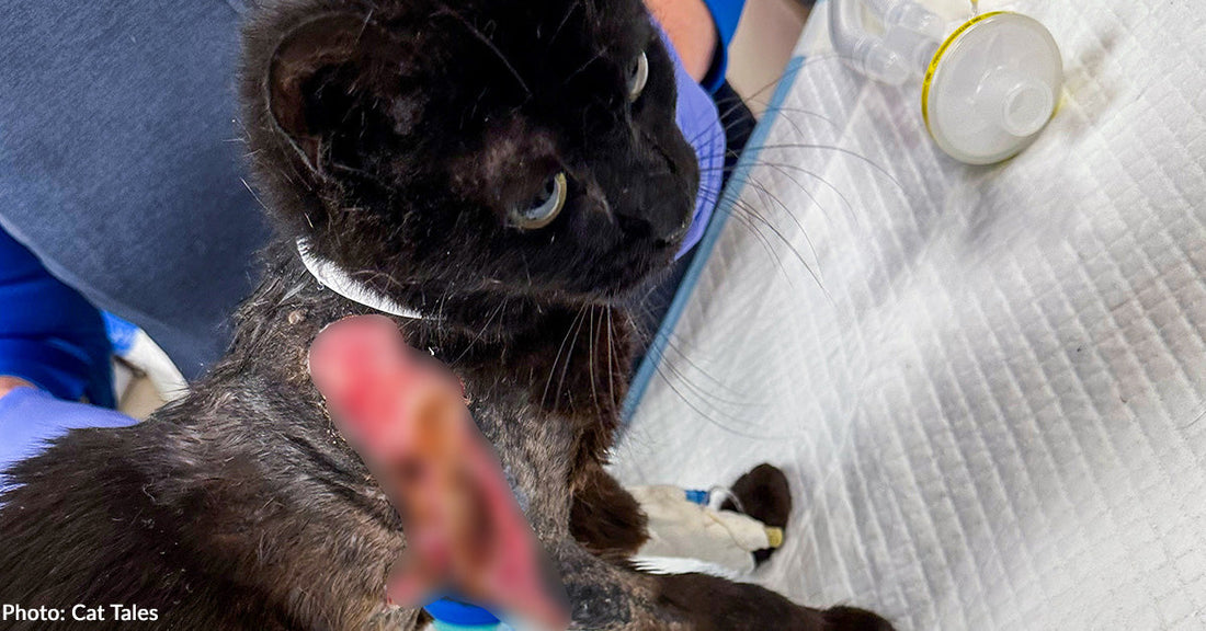 Black cat receiving veterinary care, with a medical procedure underway on its side.