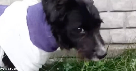 A dog in a purple and white outfit standing on grass next to a wall.