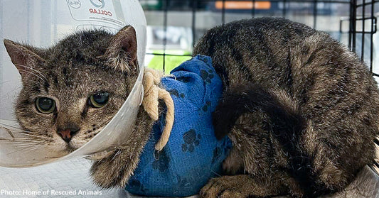 Ukraine Cat with Crushed Front Legs Needs Your Support to Walk Again