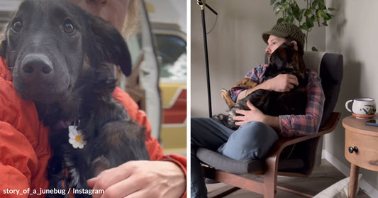 Side-by-side images of a black dog being held close outdoors and later relaxing in a man’s arms in a living room chair.