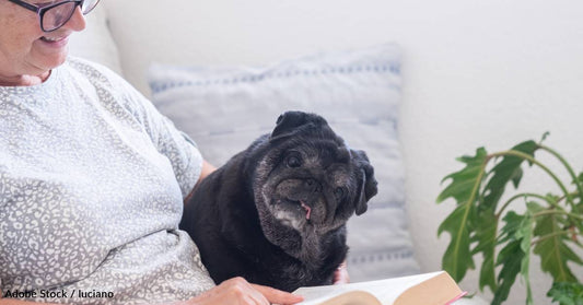 Caring for a Senior Pet: Tips for Keeping Your Dog or Cat Healthy in Their Golden Years