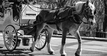 16-Year-Old Carriage Horse Collapses and Dies in Central Park