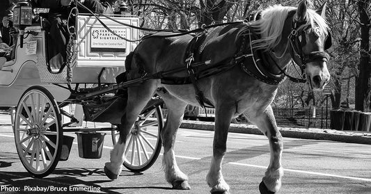 16-Year-Old Carriage Horse Collapses and Dies in Central Park