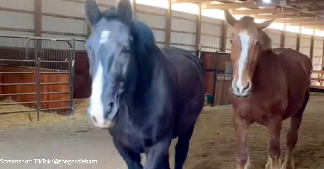 Former Carriage Horses Dumped At Auction In Poor Health Are Now Living Best Lives At Animal Sanctuary