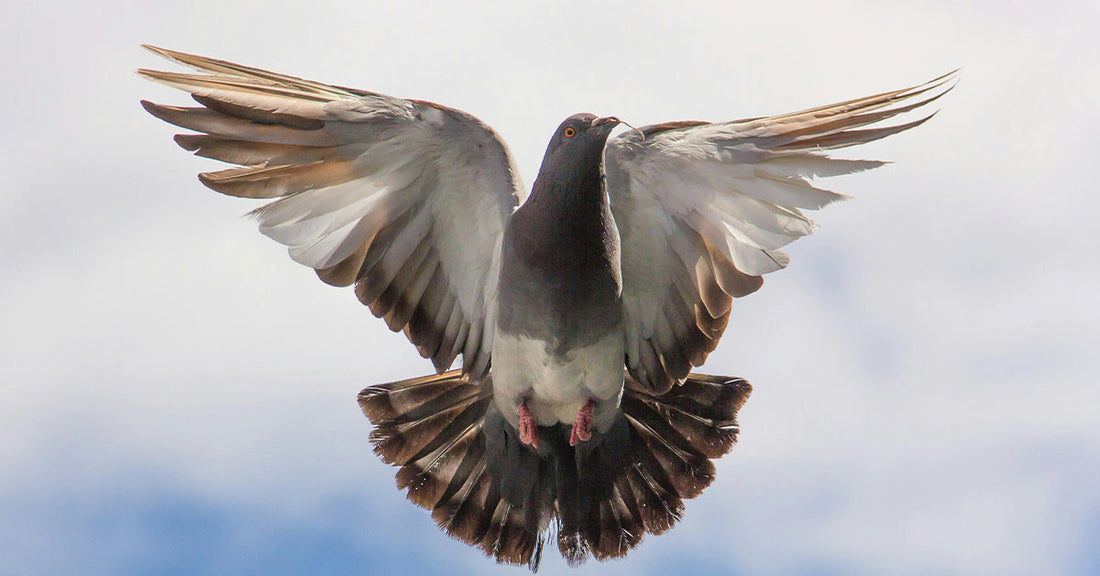 Rare World War I Carrier Pigeon Message Discovered in French Battlefield