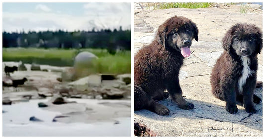 Boater Finds Seven Abandoned Puppies On Deserted Island Crying From Starvation