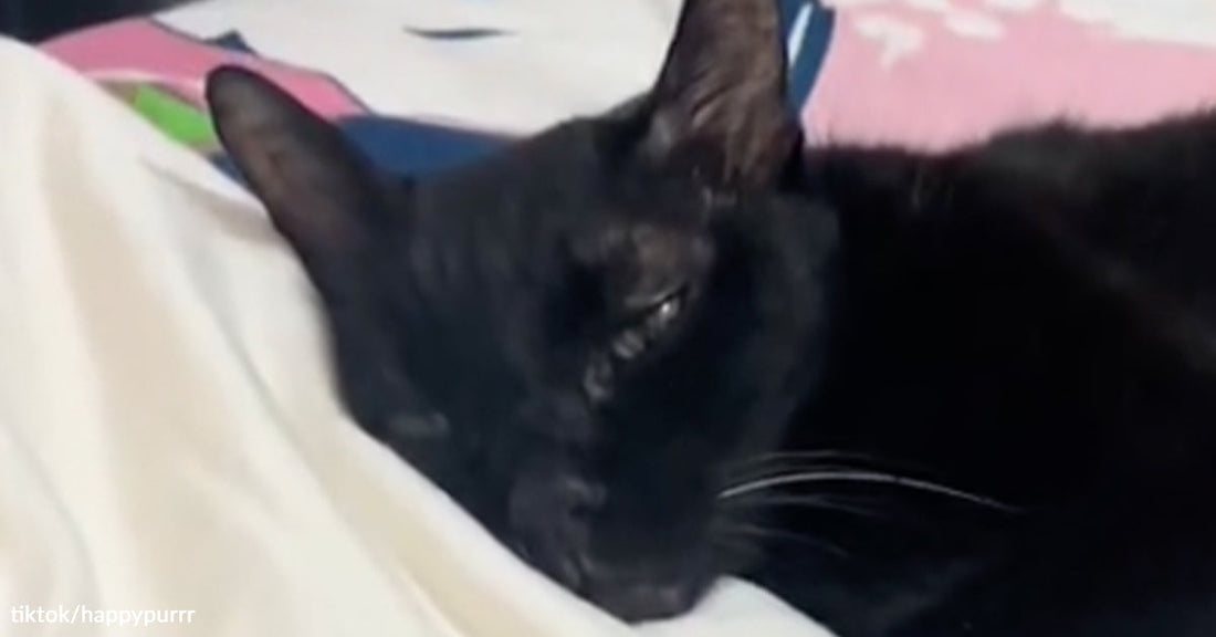 Black cat resting peacefully on white pillow.