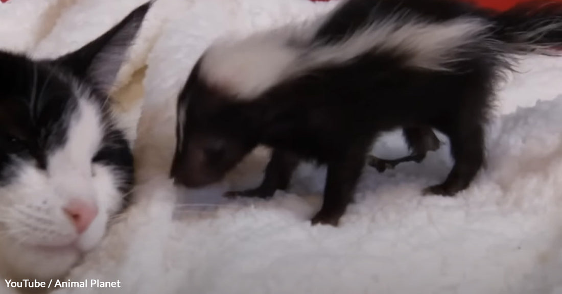 Black and White Mom Cat Adopts a Baby Skunk