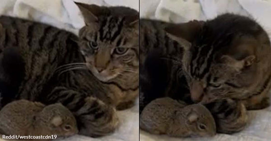 Someone Rescued a Baby Squirrel, and Their Cat Even Joined in Babysitting