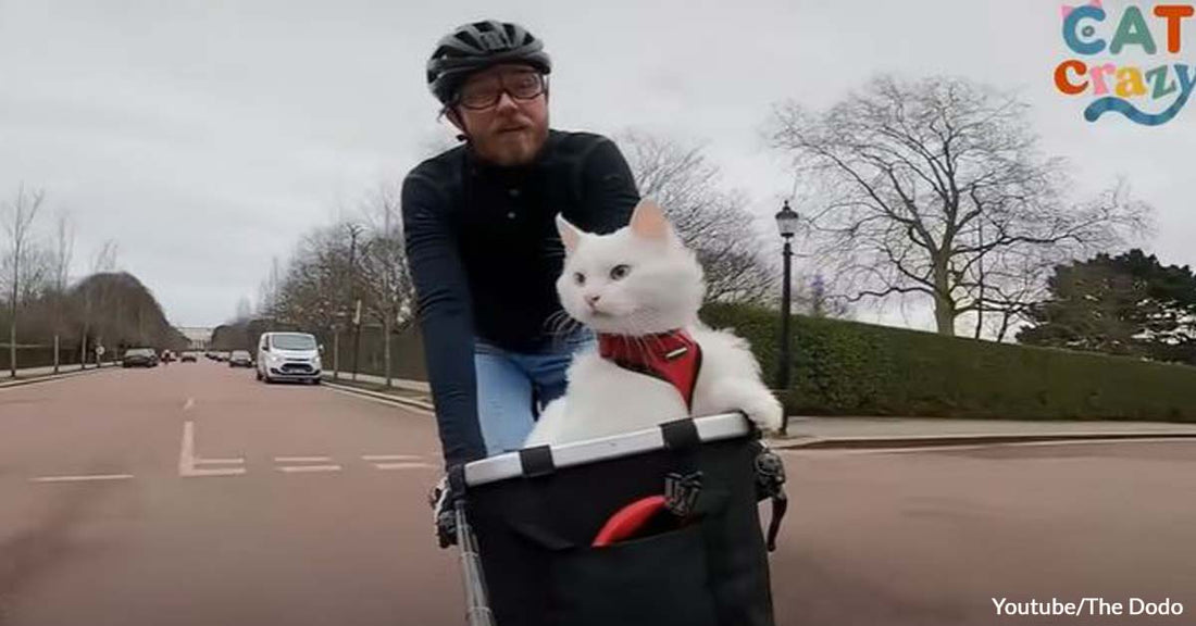 Join This Cat and Her Human Dad Exploring the Streets of London on Fun Bike Rides