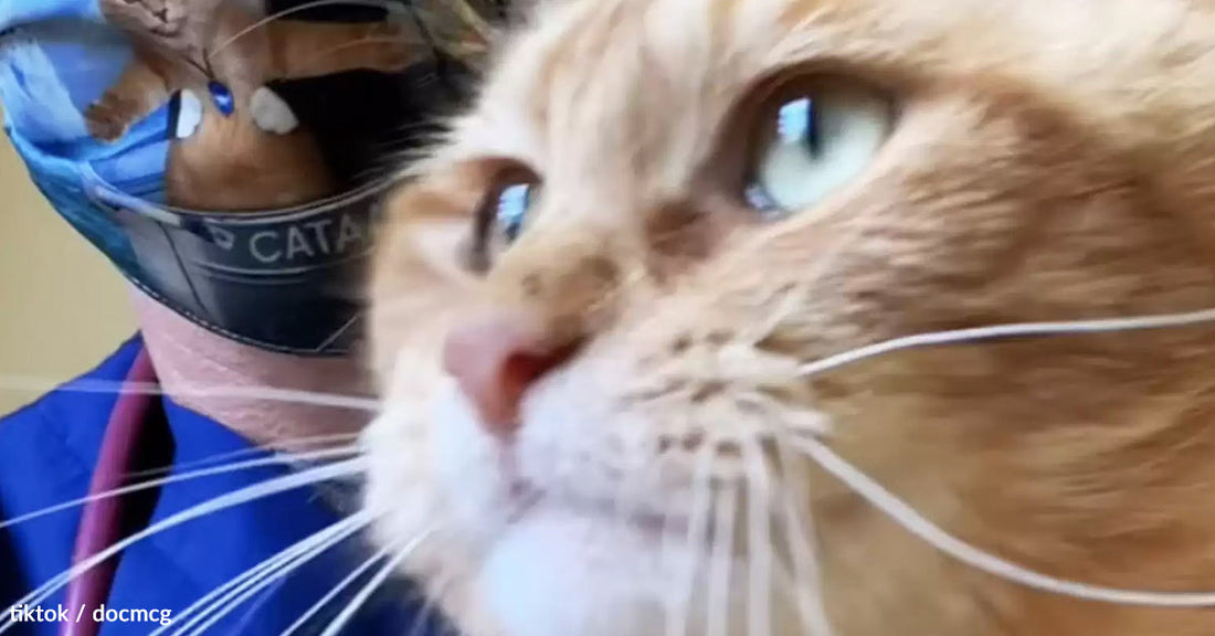 Close-up of an orange cat with a veterinarian wearing a cat-themed mask in the background.