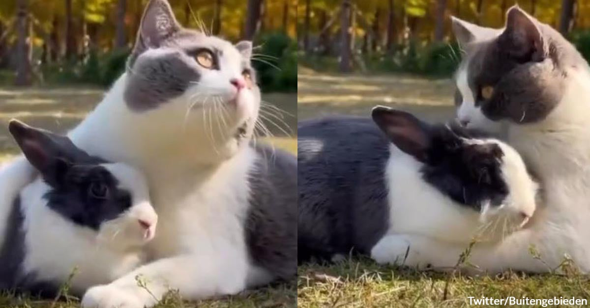 Warning, Soft Content: Public Display of Cuddles Between a Cat and a ...