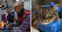 Two animal care workers examine a cat on a table in a clinical setting; Right: Close-up of a tabby cat being gently held by someone wearing blue gloves.