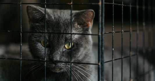 Resilient Cat’s Journey from China to Minnesota In Shipping Container Inspires Adoption Hope