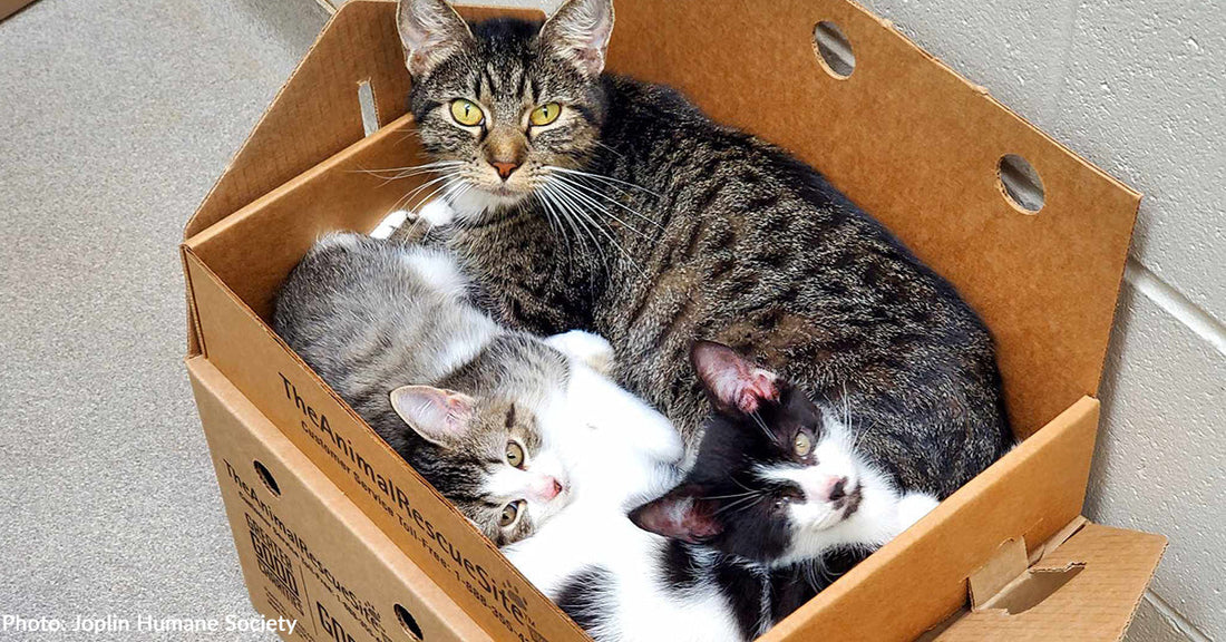 Cat Castles Help Shy and Stressed Cats Adjust to Shelter Life