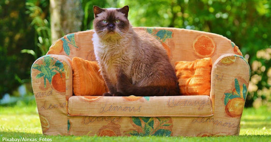 6 Great Ways for Spoiling Your Cat