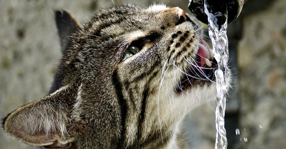 How To Tell If Your Cat Is Dehydrated