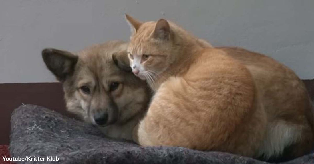 Stray Dog Finds a Great and Warm Companion in a Caring Cat