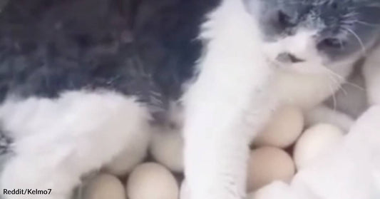 Proud Mama Kitty Hatches a Whole "Litter" of Baby Chicks