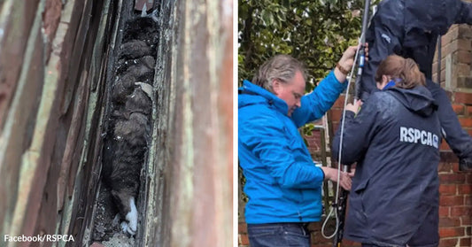 Cat trapped in a narrow gap between two walls, paired with rescuers using poles and equipment to reach it.