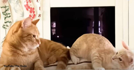 Who Needs a Brother? Cat is Bristling with Jealousy over Newly-Adopted Kitten