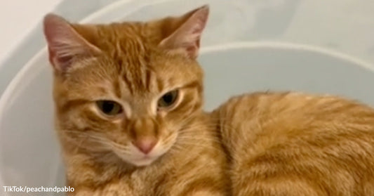 Orange tabby cat curled up inside a white tub or boat-like container, looking slightly off camera.