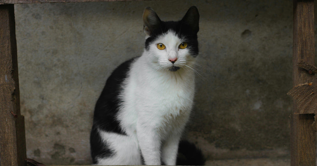 A black-and-white cat with yellow eyes sits framed by a rough wooden structure against a gray wall.