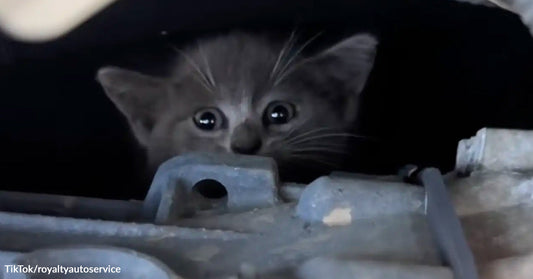 A small gray kitten peers out wide-eyed from inside a car engine compartment.