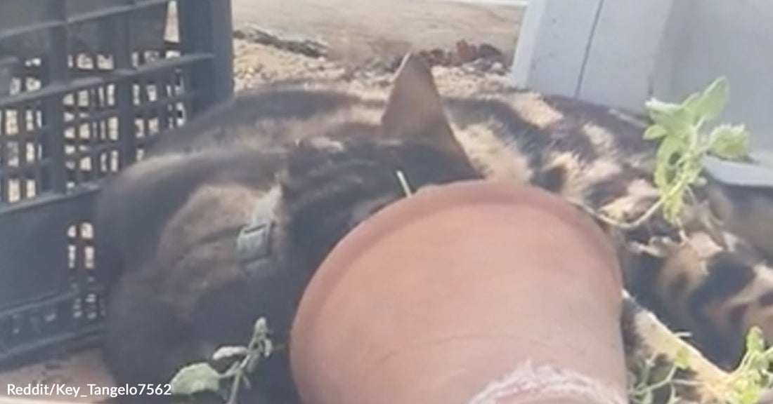 Tabby cat resting inside a greenhouse with a clay flowerpot covering its face.