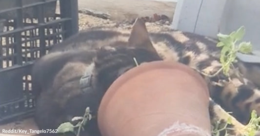 Tabby cat resting inside a greenhouse with a clay flowerpot covering its face.