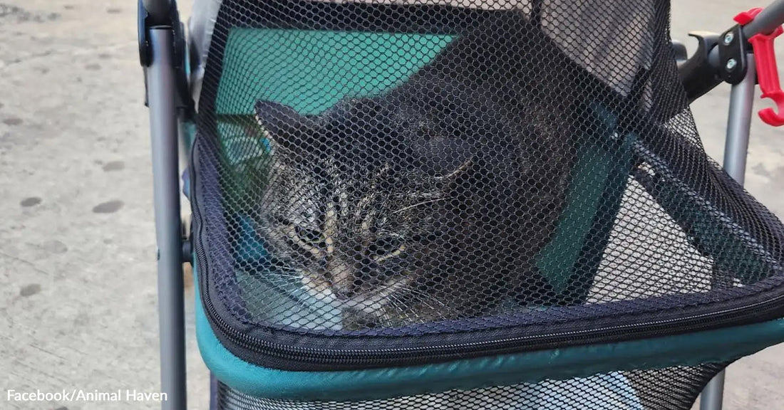 Tabby cat lying inside a mesh-front pet stroller, looking out while positioned on a sidewalk outdoors.