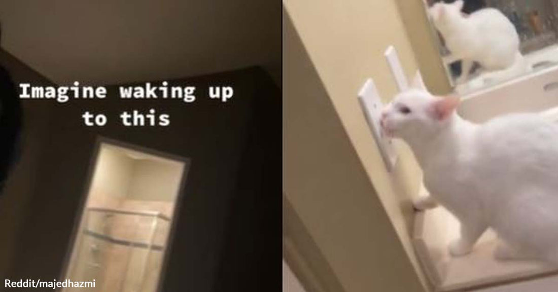 Pet Parents Woke Up to Witness Their Mischievous Cat Having Fun with the Light Switch