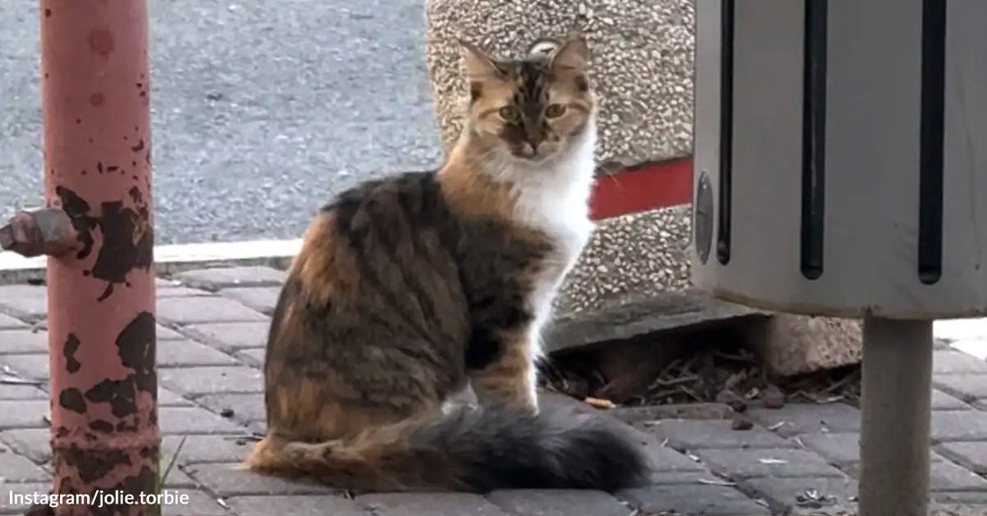 A fluffy calico cat sits upright on a sidewalk near a metal pole and utility box, tail stretched behind it.