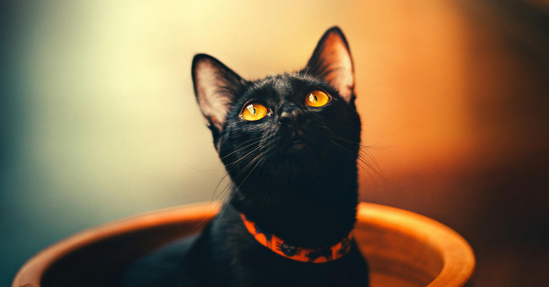 Black cat with bright yellow eyes gazing upward while sitting in a pot.