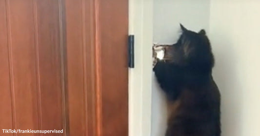 Close-up of a fluffy black cat stretching up to paw at a mail slot in a wall.