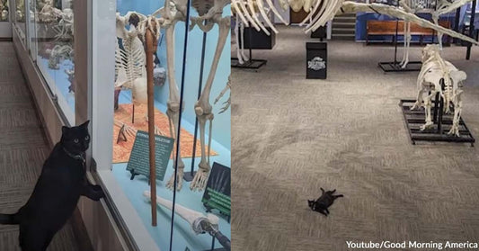 Visit Oklahoma’s Museum of Osteology and Meet Their First Ever Cat Employee