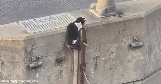 Black-and-white cat perched on a metal support attached to a concrete overpass, with “Instagram/greenpoint_cats” watermark.