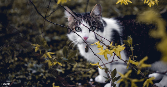 Understand the Risks and Rewards of Letting Cats Roam Free