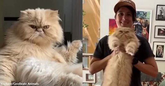 An Allergy Won’t Ever Come Between This Pet Parent and an Adorable Cat Named Floyd