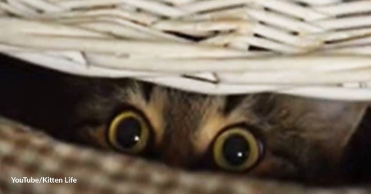 What Stuff Are Cats Made Of? They're Full of Mystery and Unique Purrsonalities!