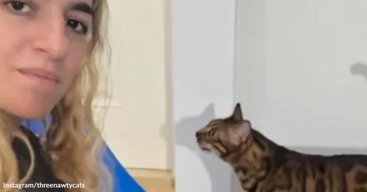 Woman beside a Bengal cat indoors as the cat stares up toward the wall.