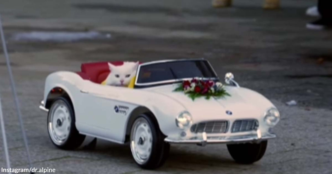 The Coolest Ring Bearer in Town Is a Cat with a Classy Car Entrance