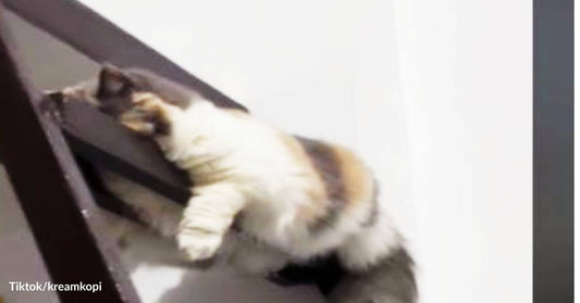 This Cat's Favorite Sleeping Spot Is...Unorthodox, To Say the Least