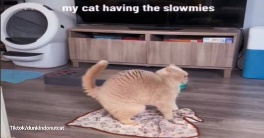 Other Cats Do Zoomies. This One Does Slowmies!